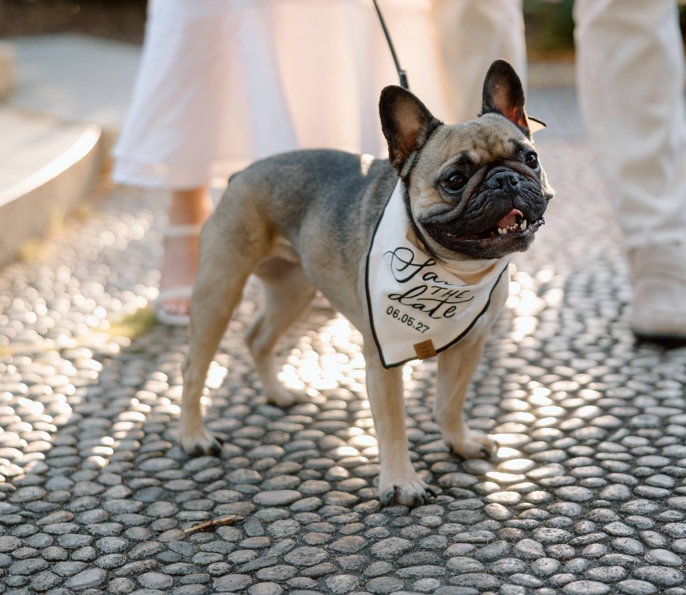 Shelby, a French bulldog, on cobblestones wearing a bandana that reads Save the Date, 06.05.27.